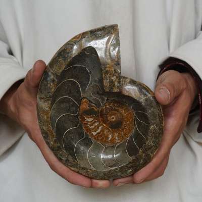 2.35LB 7.1" Natural Fossil Ammonite Conch Crystal Ashtray Bowl Carved Healing