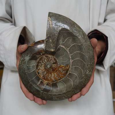 5.07LB 9.5" Natural Fossil Ammonite Conch Crystal Ashtray Bowl Carved Healing