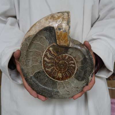 7.33LB 10.8" Natural Fossil Ammonite Conch Crystal Ashtray Bowl Carved Healing