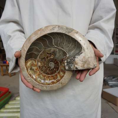 7.54LB 10.8" Natural Fossil Ammonite Conch Crystal Ashtray Bowl Carved Healing